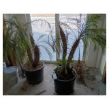 Mediterranean Fan Palm - Chamaerops humilis 5foot tall mini palm trees living trees (heavy bring help to load) this is 2 large plants!!!