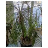 Mediterranean Fan Palm - Chamaerops humilis 5foot tall mini palm trees living trees (heavy bring help to load) this is 2 large plants!!!