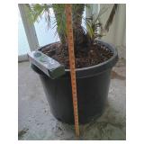 Mediterranean Fan Palm - Chamaerops humilis 5foot tall mini palm trees living trees (heavy bring help to load) this is 2 large plants!!!