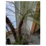 Mediterranean Fan Palm - Chamaerops humilis 5foot tall mini palm trees living trees (heavy bring help to load) this is 2 large plants!!!