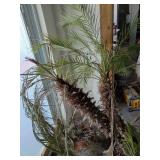Mediterranean Fan Palm - Chamaerops humilis 5foot tall mini palm trees living trees (heavy bring help to load) this is 2 large plants!!!