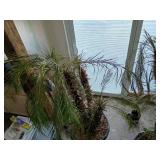 Mediterranean Fan Palm - Chamaerops humilis 5foot tall mini palm trees living trees (heavy bring help to load) this is 2 large plants!!!
