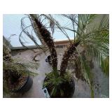Mediterranean Fan Palm - Chamaerops humilis 5foot tall mini palm trees living trees (heavy bring help to load) this is 2 large plants!!!