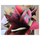 $100 Artificial Red Dracaena Tree 5FT with 6 Heads & White Tall Planter