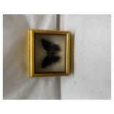 Framed Blue Butterfly Specimen Display Framed Blue Butterfly Specimen Display