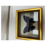 Framed Blue Butterfly Specimen Display Framed Blue Butterfly Specimen Display