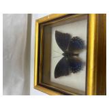 Framed Blue Butterfly Specimen Display Framed Blue Butterfly Specimen Display