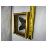 Framed Blue Butterfly Specimen Display Framed Blue Butterfly Specimen Display