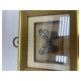 Framed Preserved Butterfly Specimen Framed Preserved Butterfly Specimen