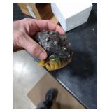 Daoofukeji Weird Ugly Funny Obese Toad Statue, Resin Weird Frog Monster Outdoor Garden Yard Patio Decor Quirky Outdoor Decorative Statue Novelty Home Office Sculpture Unique Gift