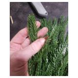 Rowfad 12 Pcs Artificial Norfolk Pine Branches, Norfolk Pine Artificial Pine Stems DIY Crafts Faux Christmas Greenary Norfolk Pine Branches for Xmas Wreath Garland Home Decor (12)