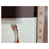 Book - Coffee Table Sized Wall Chart of Human Anatomy w/ Fold Out Panels