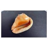 Vintage Italian hand carved conch, cameo shell with Victorian Lady