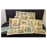 Bird Species Illustration Collection