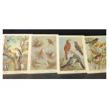 Bird Species Illustration Collection