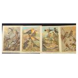 Bird Species Illustration Collection