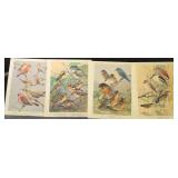 Bird Species Illustration Collection