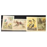 Bird Species Illustration Collection