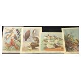 Bird Species Illustration Collection