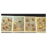 Bird Species Illustration Collection