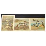 Bird Species Illustration Collection