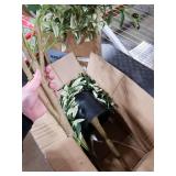 6ft Faux Olive Tree, Artificial Olive Tree Indoor, High Imitation Silk Plant Fake Olive Tree with Realistic Leaves and Fruits, Suitable for Home Living Room Office Decoration