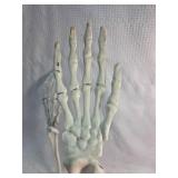 Plastic Hand Skeleton Model