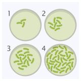 Bacteria Science Kit Petri Dishes with Agar and Swabs | Top Science Fair Project Bacteria Growing Kit | Prepoured LB-Agar Plates and Cotton Swabs | STEM for Kids Aged 6 7 8 9 10 Girls Boys Gifts