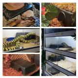 Leoterra Snake Hides for Ball Pythons X-Large Ball Python Hides 16.5x10.6x4.3(XL) Plastic Material Durable and Easy to Clean