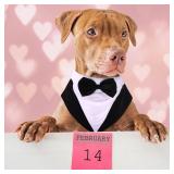 PUMYPOREITY Dog Tuxedo and Bandana Set, Formal Gentleman Dog Attire with Bowtie for Wedding, Birthday, Christmas, 2 Pieces/Pack, 2XL, Black