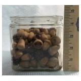 Natural Oak Acorns Collection