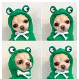 Warm Dog Winter Clothes Cute Fruit Dog Coat Hoodies Fleece Pet Dogs Costume Jacket for French Bulldog Chihuahua Ropa para Perro(Green,M) - Retail: $10