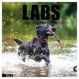 RED EMBER Labs 2026 Wall Calendar 12 Month | 12\ x 24\in Open | Thick and Sturdy Paper | Holiday Gift | Cute Labrador Retriever Puppy Dog Calendar 2026in