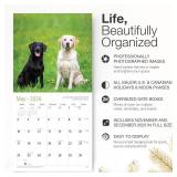 RED EMBER Labs 2026 Wall Calendar 12 Month | 12\ x 24\in Open | Thick and Sturdy Paper | Holiday Gift | Cute Labrador Retriever Puppy Dog Calendar 2026in