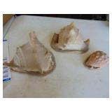 3 Large conch Shells