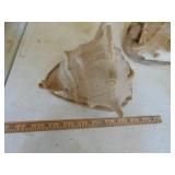 3 Large conch Shells