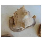 3 Large conch Shells