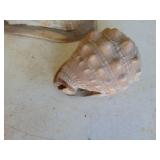 3 Large conch Shells