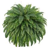 FOREST PRINCE 50\' Artificial Boston Ferns, Fake Bush Plants, Large Faux Ferns with 96 Fronds for Outdoors Home Decor - Retail: $43