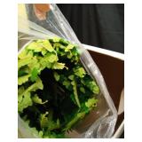 FOREST PRINCE 50\' Artificial Boston Ferns, Fake Bush Plants, Large Faux Ferns with 96 Fronds for Outdoors Home Decor - Retail: $43