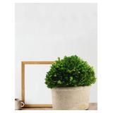 Serene Spaces Living Preserved Boxwood Oval Topiary in a Pot, Boxwood in Planters, Preserved Plant for Boxwood Table Decor, Centerpiece, Measures 12.5' Tall, 7.5' Wide & 14' Long