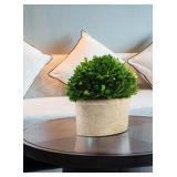 Serene Spaces Living Preserved Boxwood Oval Topiary in a Pot, Boxwood in Planters, Preserved Plant for Boxwood Table Decor, Centerpiece, Measures 12.5' Tall, 7.5' Wide & 14' Long