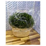 Serene Spaces Living Preserved Boxwood Oval Topiary in a Pot, Boxwood in Planters, Preserved Plant for Boxwood Table Decor, Centerpiece, Measures 12.5' Tall, 7.5' Wide & 14' Long