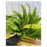 Ashland Boston Fern Bush Fern Collection