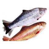 TOOGE 2 Pack 9in Floppy Fish Cat Toys