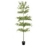 Faux Black Olive Tree, 7ft