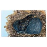 Afro Kinky Curly wig - Retail: $25 Afro Kinky Curly wig - Retail: $25