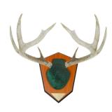 Allen Company Hunting Trophy Antler Mounting Kit, Green Skull Cover - Retail: $20