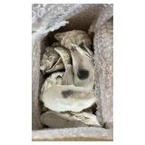 Chesapeake Bay Oyster shells Chesapeake Bay Oyster shells