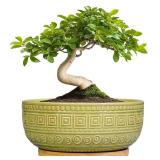 G EPGardening Bonsai Tree Pot - 8 Inch Ceramic Planter for Indoor Plants Flower, Shallow Round Succulent Bowl with Drainage and Saucer, Boho Office Decor, Gifts for Plant Lovers, Green G EPGardening Bonsai Tree Pot - 8 Inch Ceramic Planter for Indoor Plants Flower, Shallow Round Succulent Bowl with Drainage and Saucer, Boho Office Decor, Gifts for Plant Lovers, Green